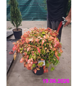 Nandina domestica 'Firepower' C 30 L